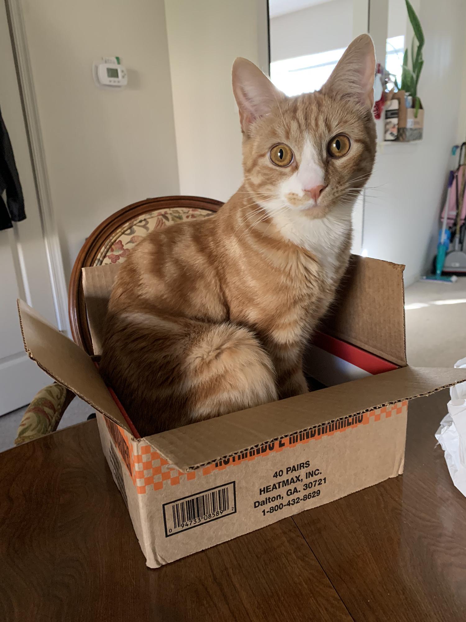 Toulouse in a box