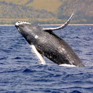 Whale watching- Honeymoon excursion