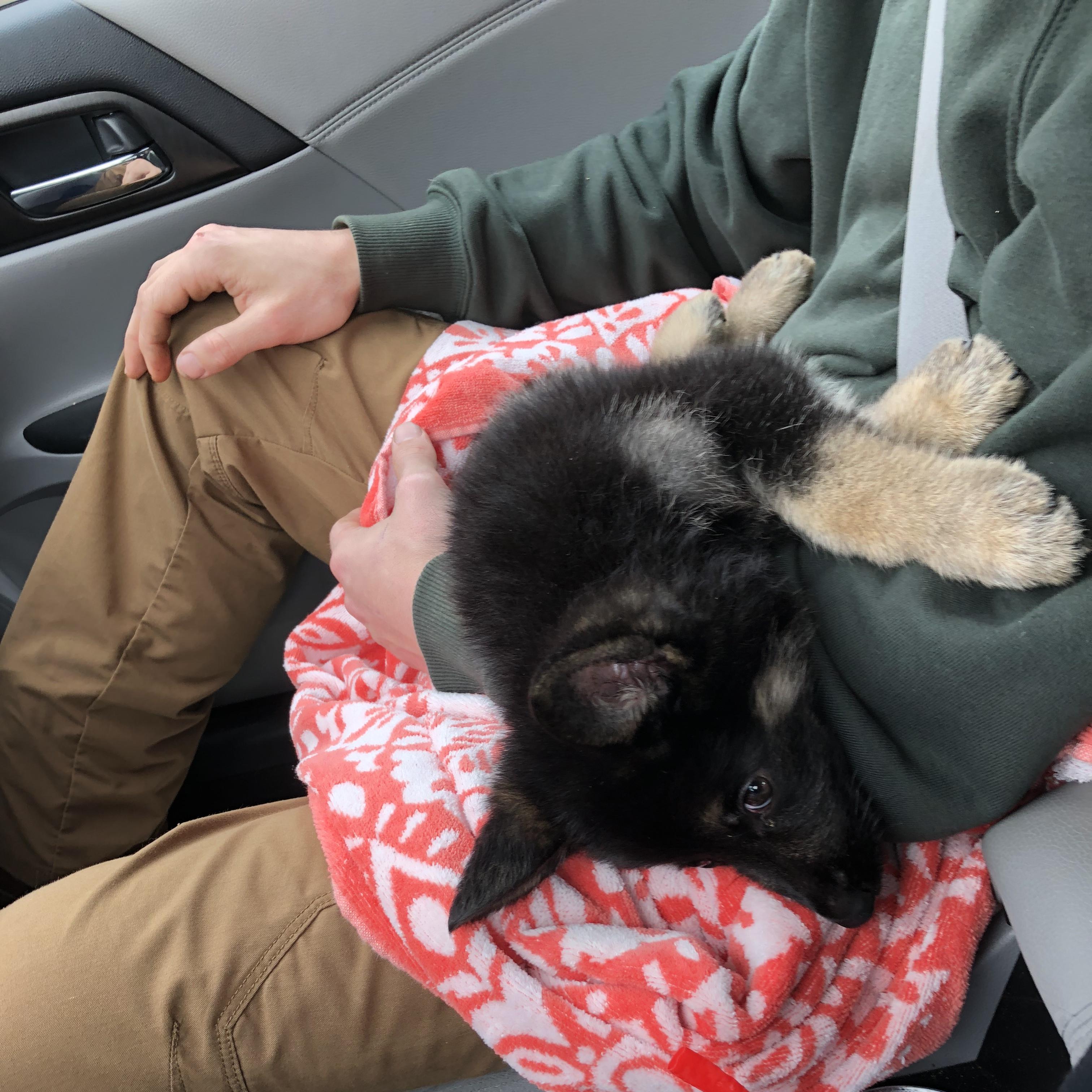 Our sweet little addition, she came home about a month ago. Much like her momma, she’s curious and loves naps, and like her daddy, is reserved and gets drowsy on car rides!