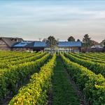 Newport Vineyards