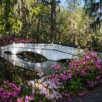 Magnolia Plantation