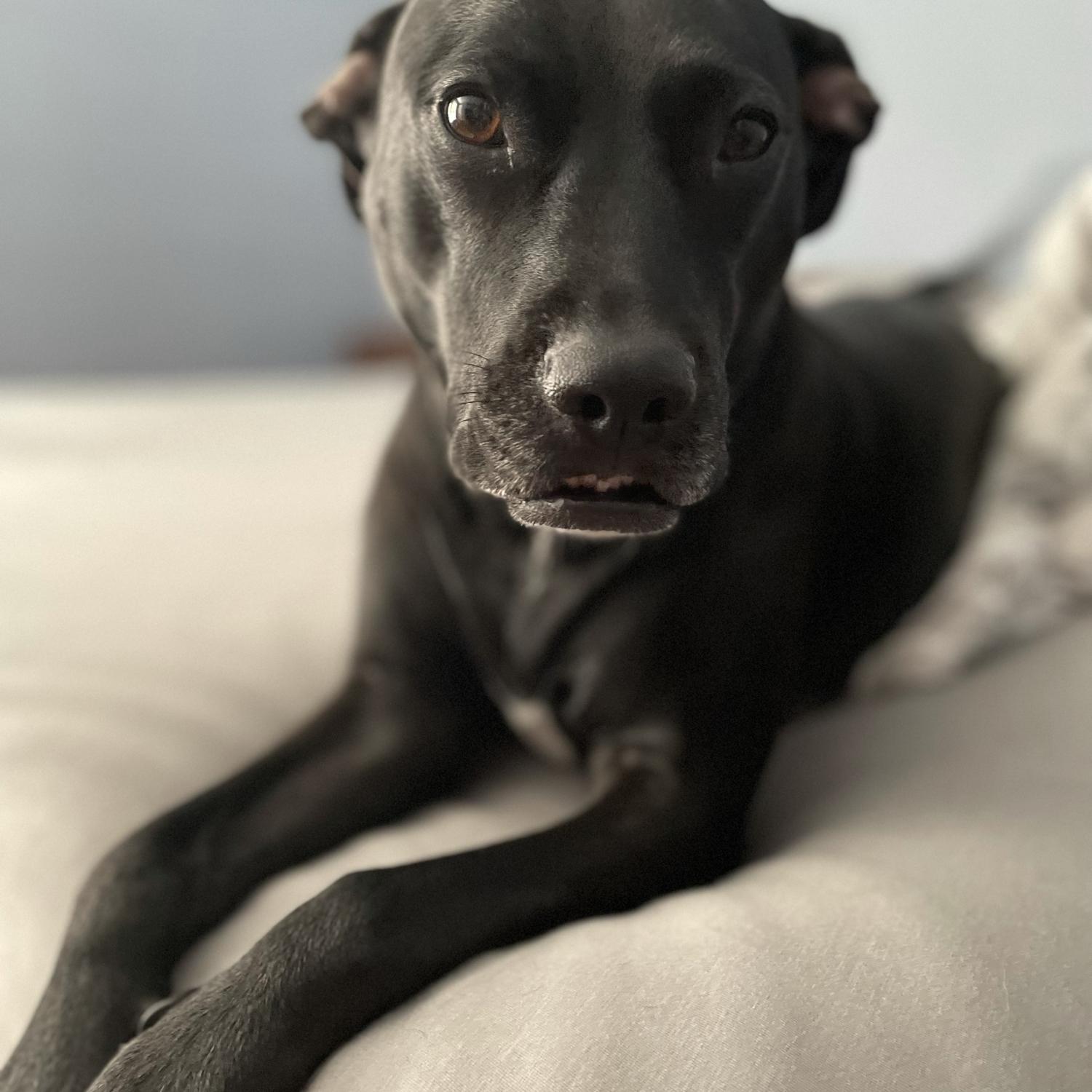 Our pup Ellie