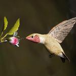 Birds of Vermont Museum