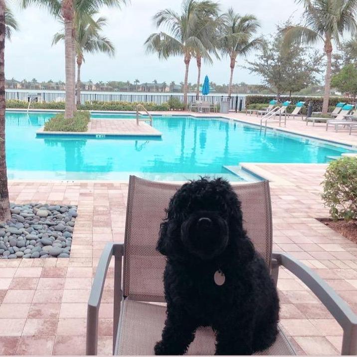 The one with the pool dog