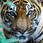 Birmingham Zoo