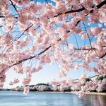 Tidal Basin