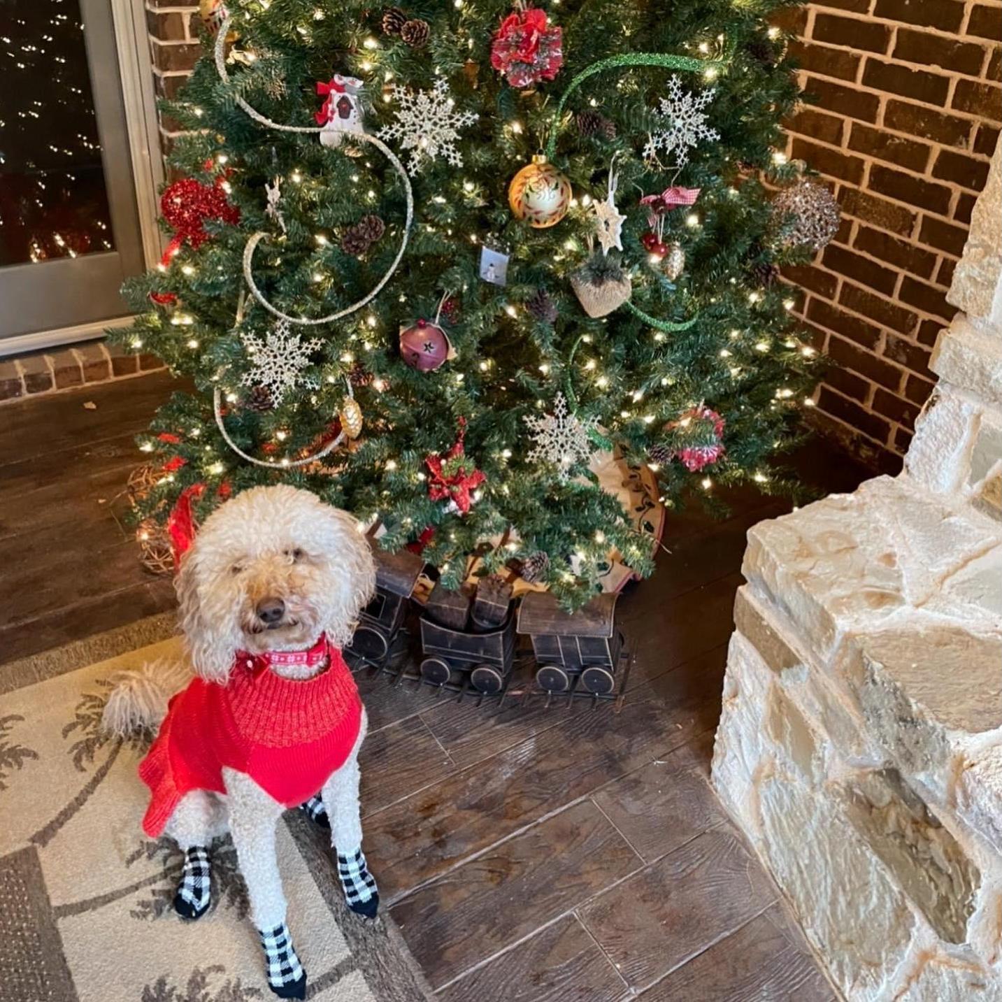Riley in her Christmas best :)