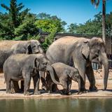 Houston Zoo