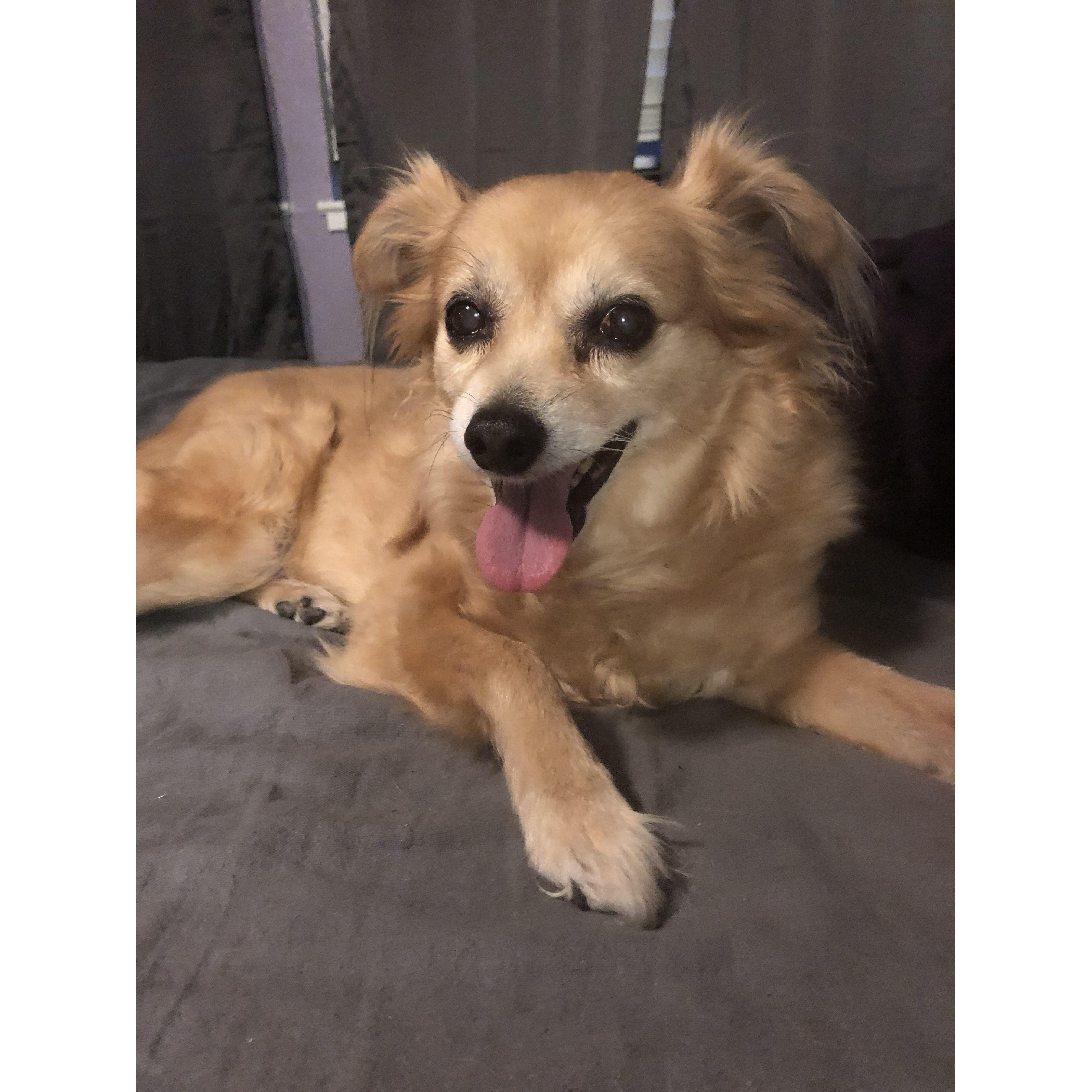 Our beloved dog Sonic. The best dog in the whole world.