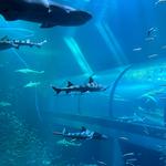 Oregon Coast Aquarium