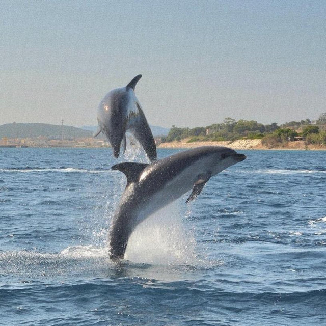 Dolphin watching tour with snorkeling - Sardinia