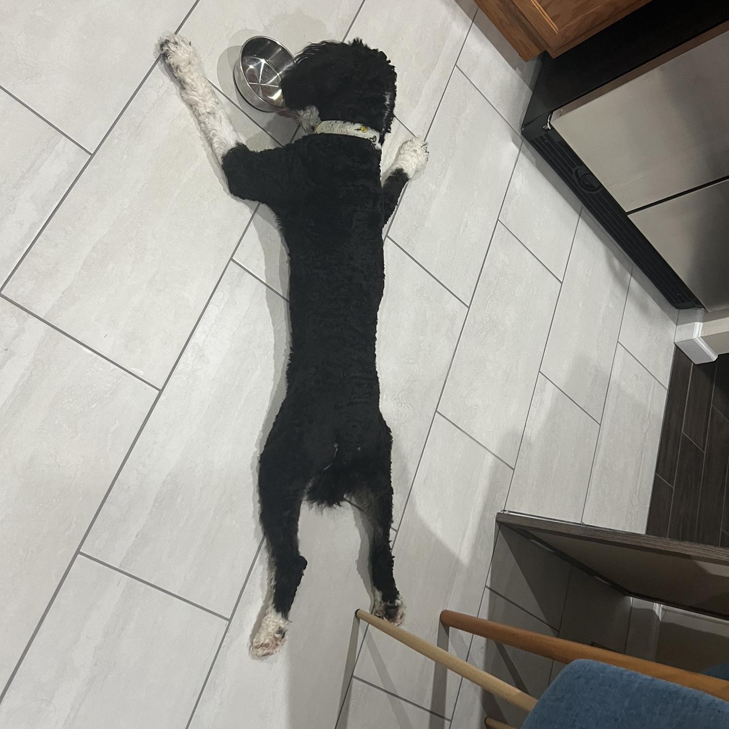 Ace sploot 🫟