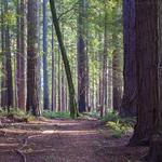 Excited about a stroll through the woods?