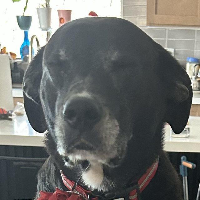 Treats for Maya