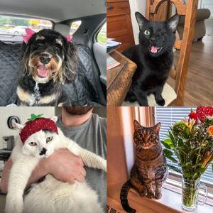 Year's Supply Of Pet Treats