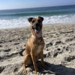 OB Dog Beach