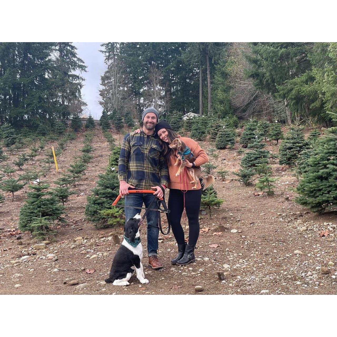 Christmas tree hunting