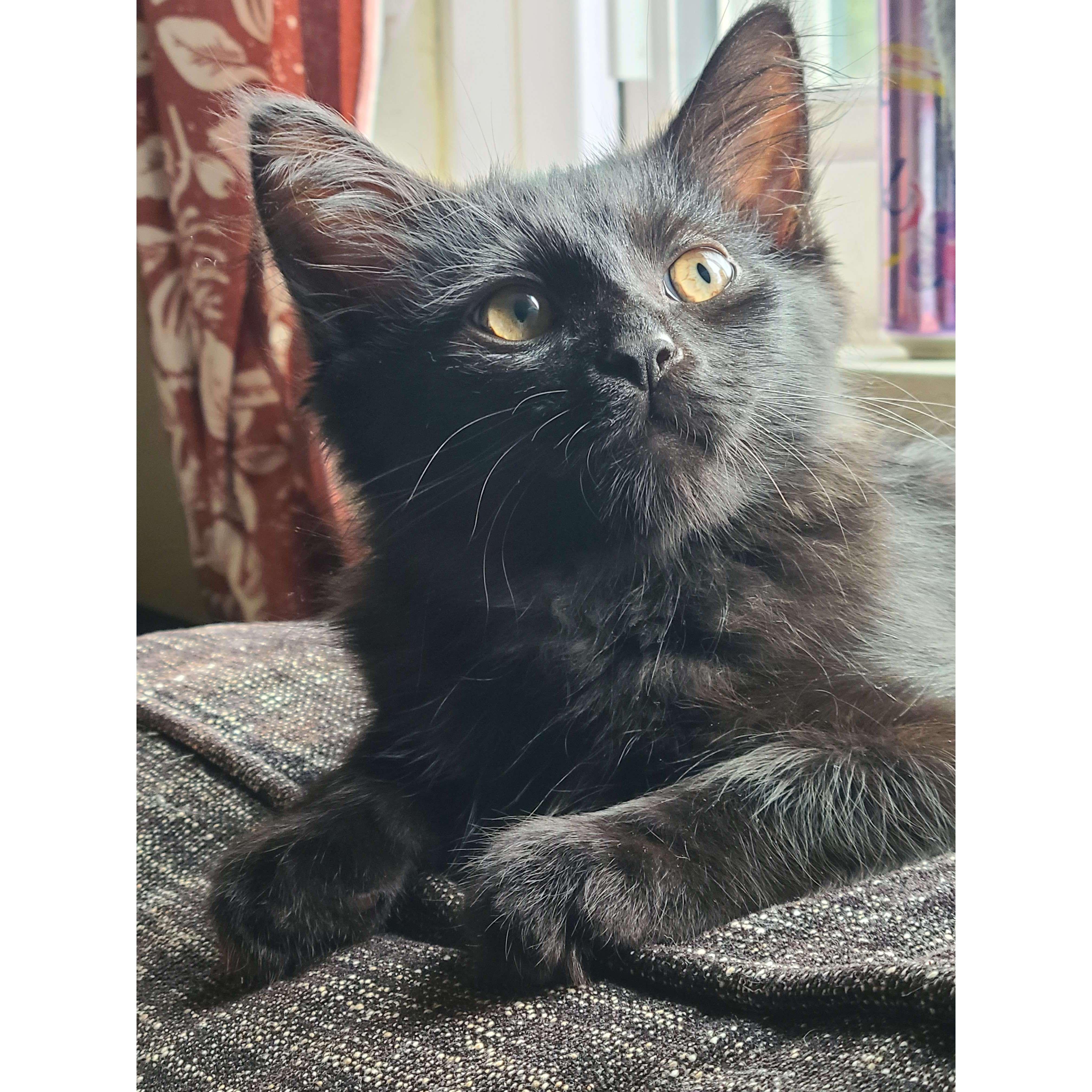 Our newest cat, Sesame.