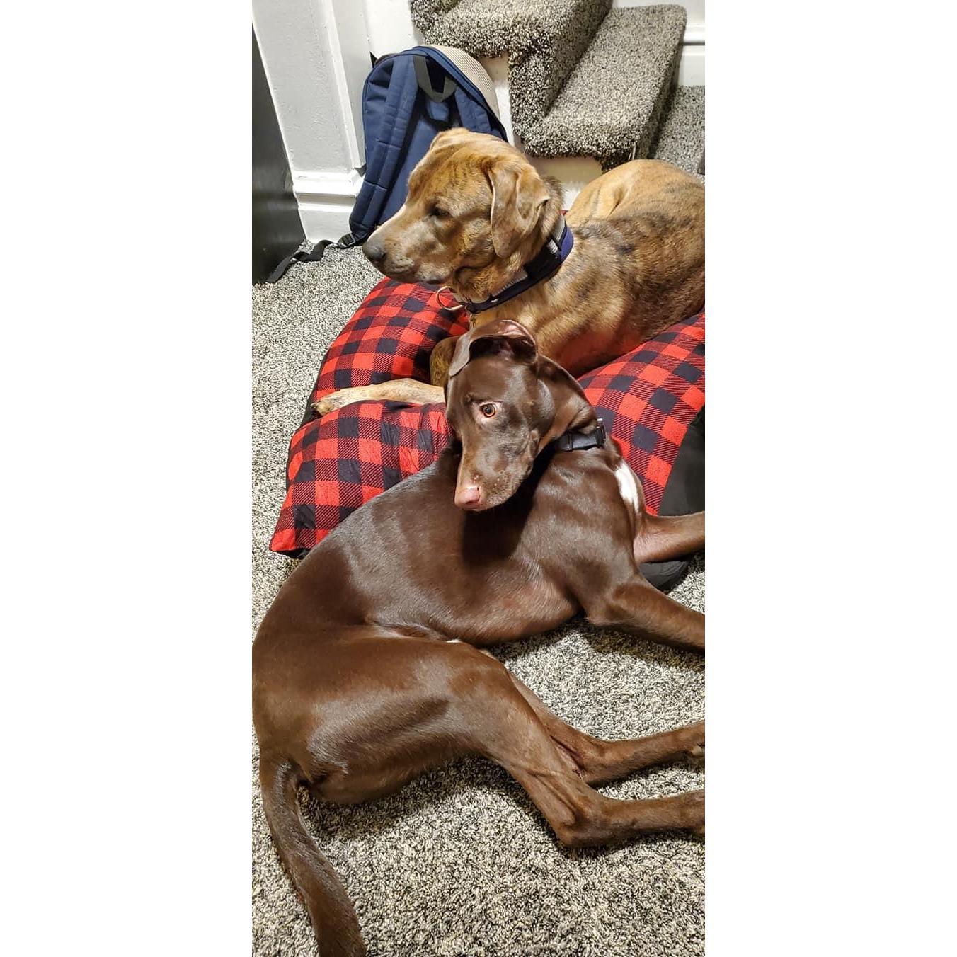 The dogs in our first house