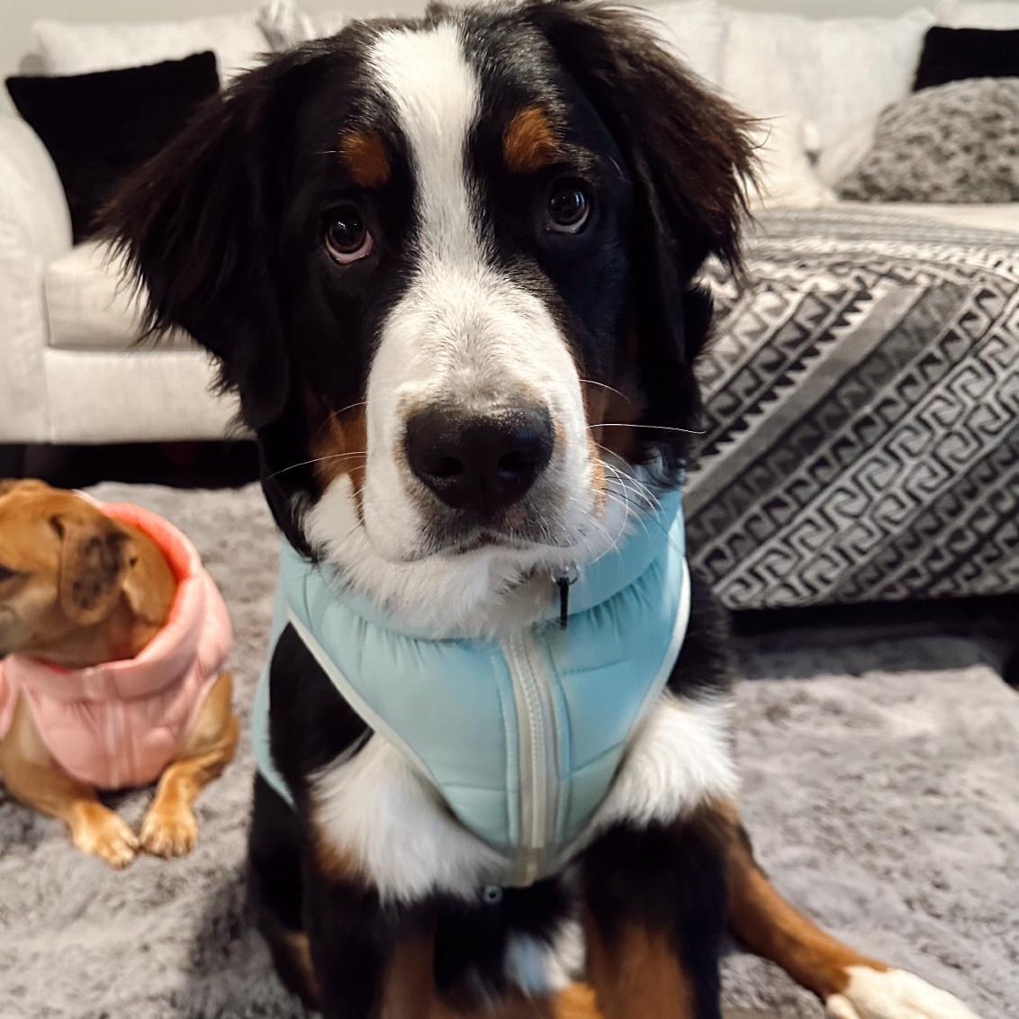 Our fur baby, Moose!