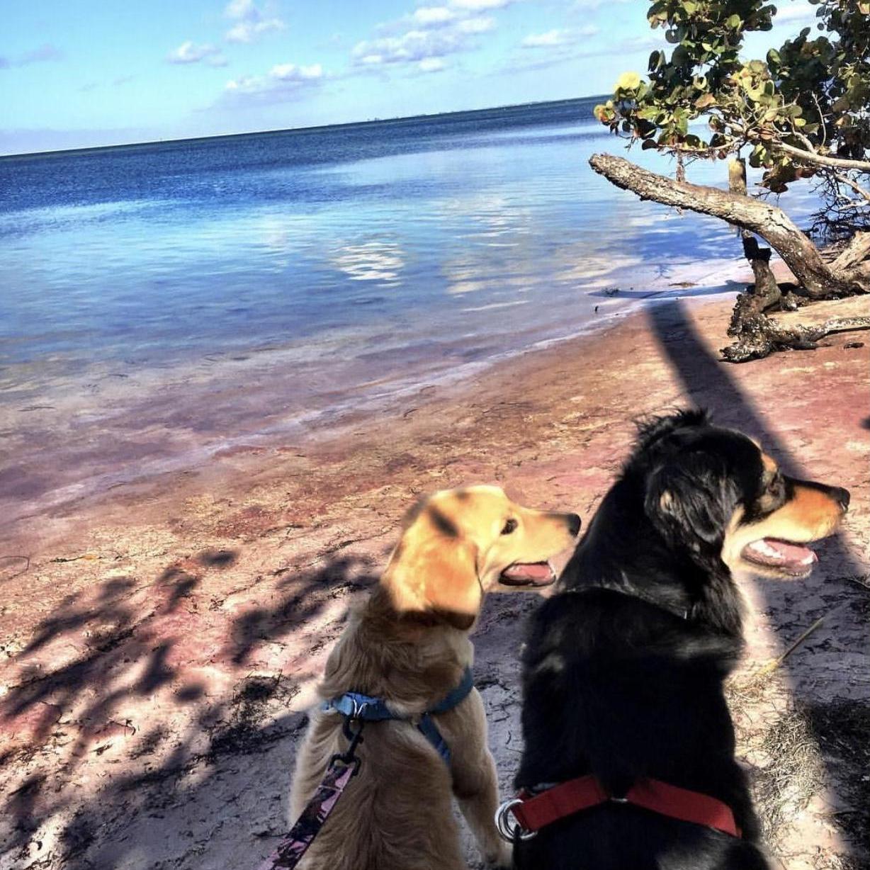 An Official Puppy Date