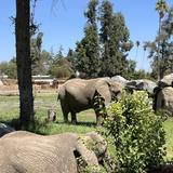 Fresno Chaffee Zoo