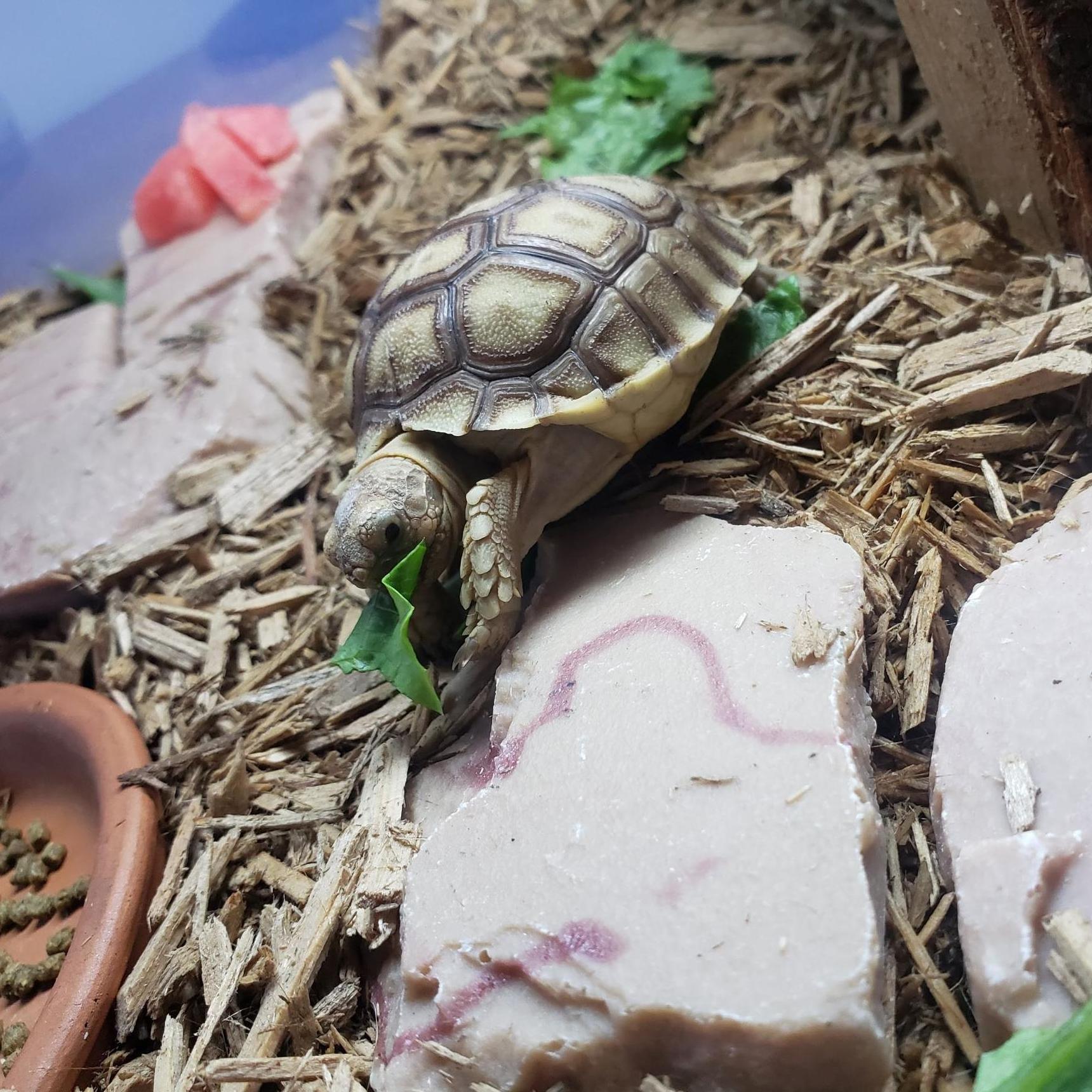 The newest edition - Odin!