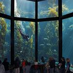Monterey Bay Aquarium