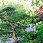 Earl Burns Miller Japanese Garden