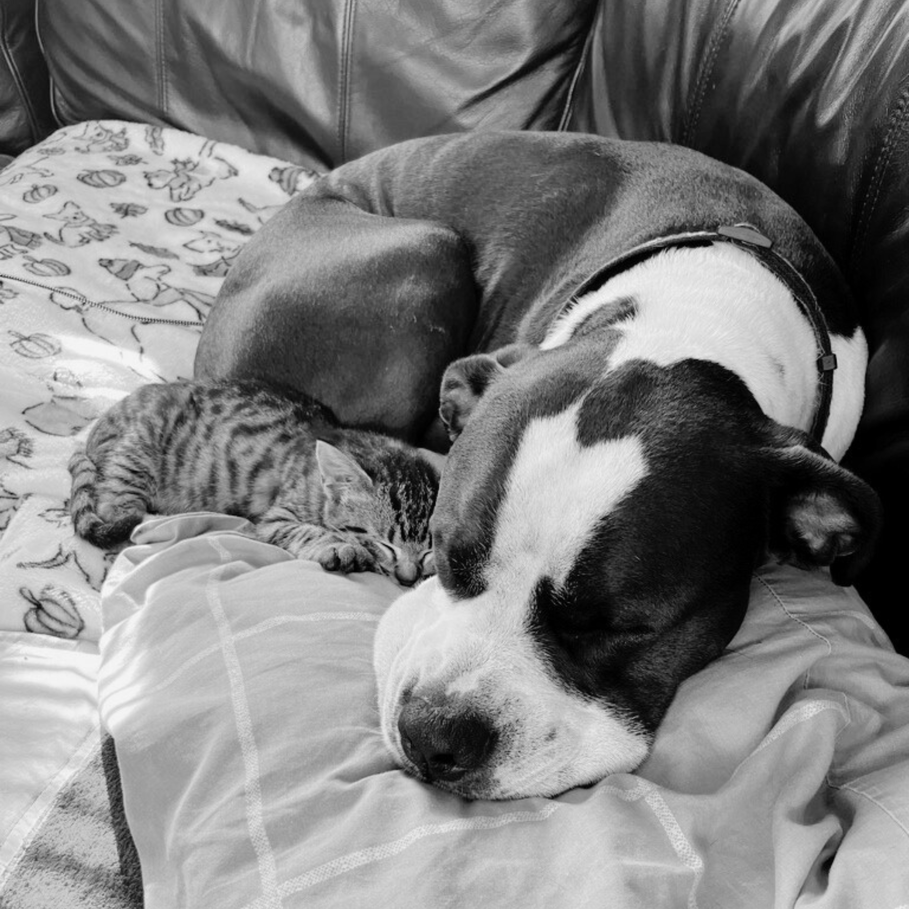 November 19, 2023 Bullet and Butters' snuggles!