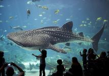 Georgia Aquarium