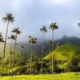 Cocora
