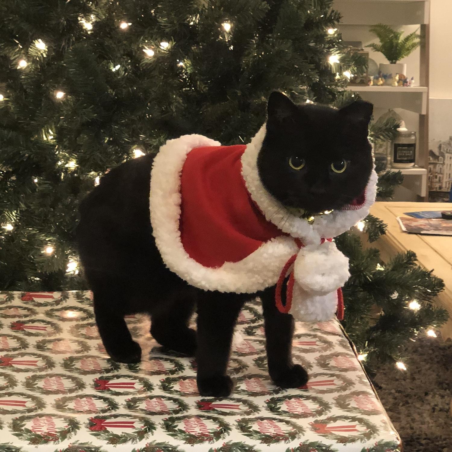 Kuro dressed up for Christmas