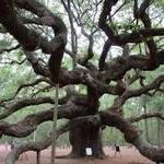 Angel Oak Tree