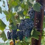 Myrtle Creek Vineyards