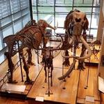 Beneski Museum of Natural History