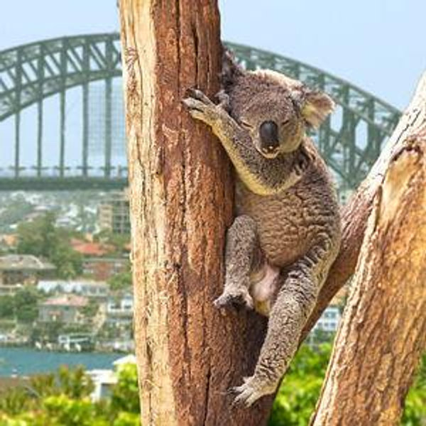 Tickets to Koala Sanctuary