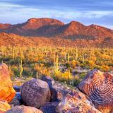 Saguaro National Park