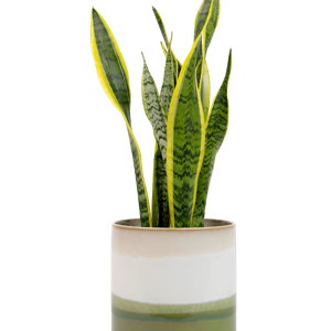 Large Minute Ceramic Pots & Saucer | 8" Green Layers Indoor Planter