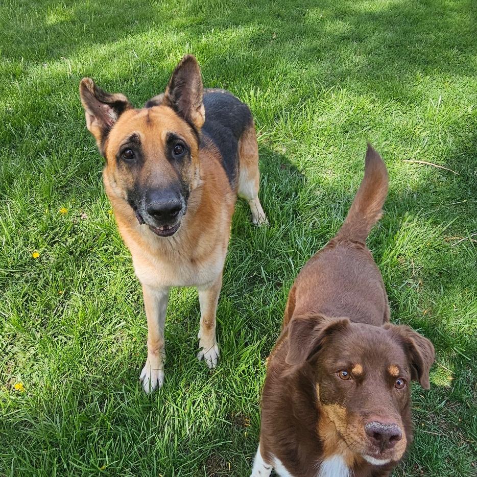 Scout & Fifa