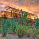 Desert Botanical Garden