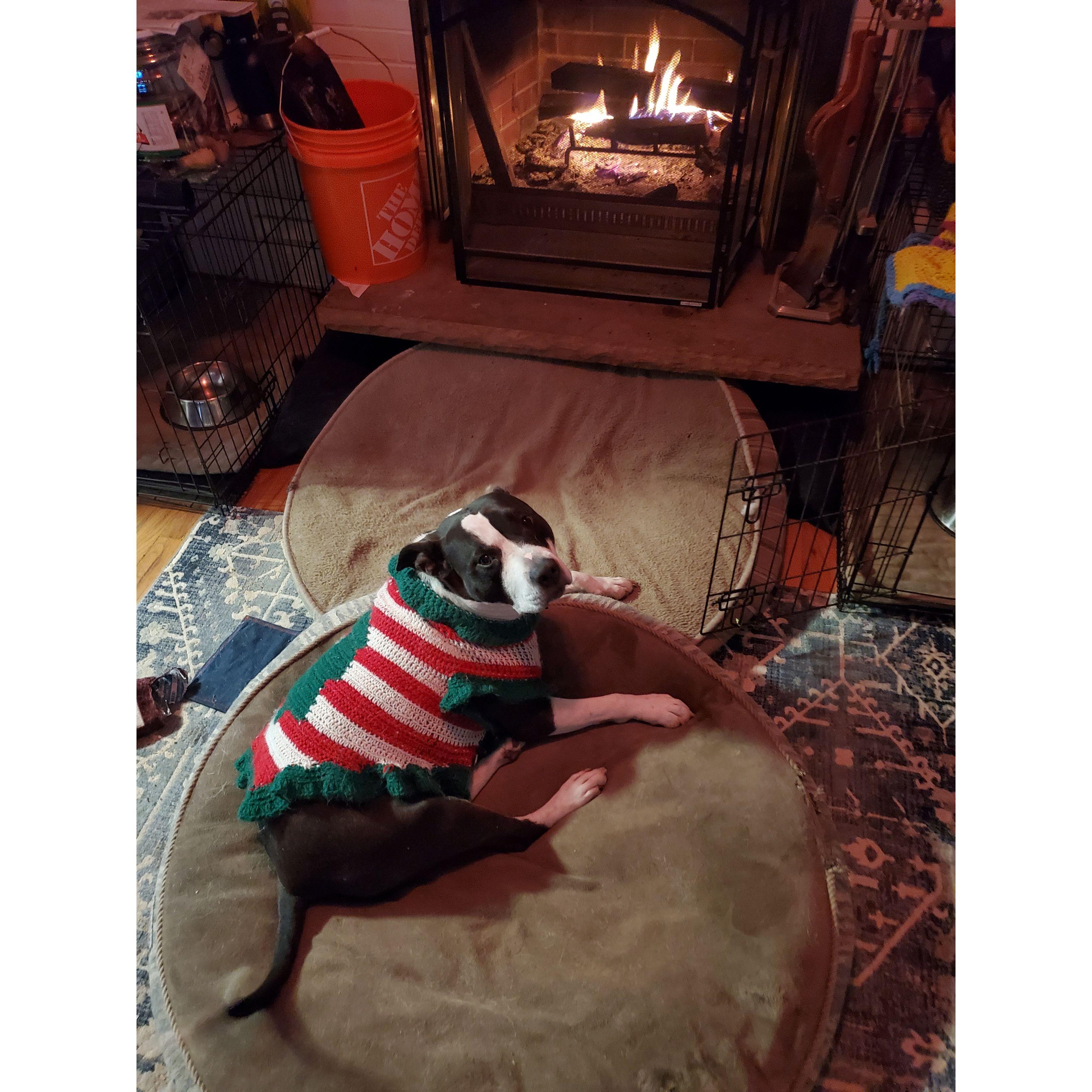 Bella in her cozy Christmas sweater