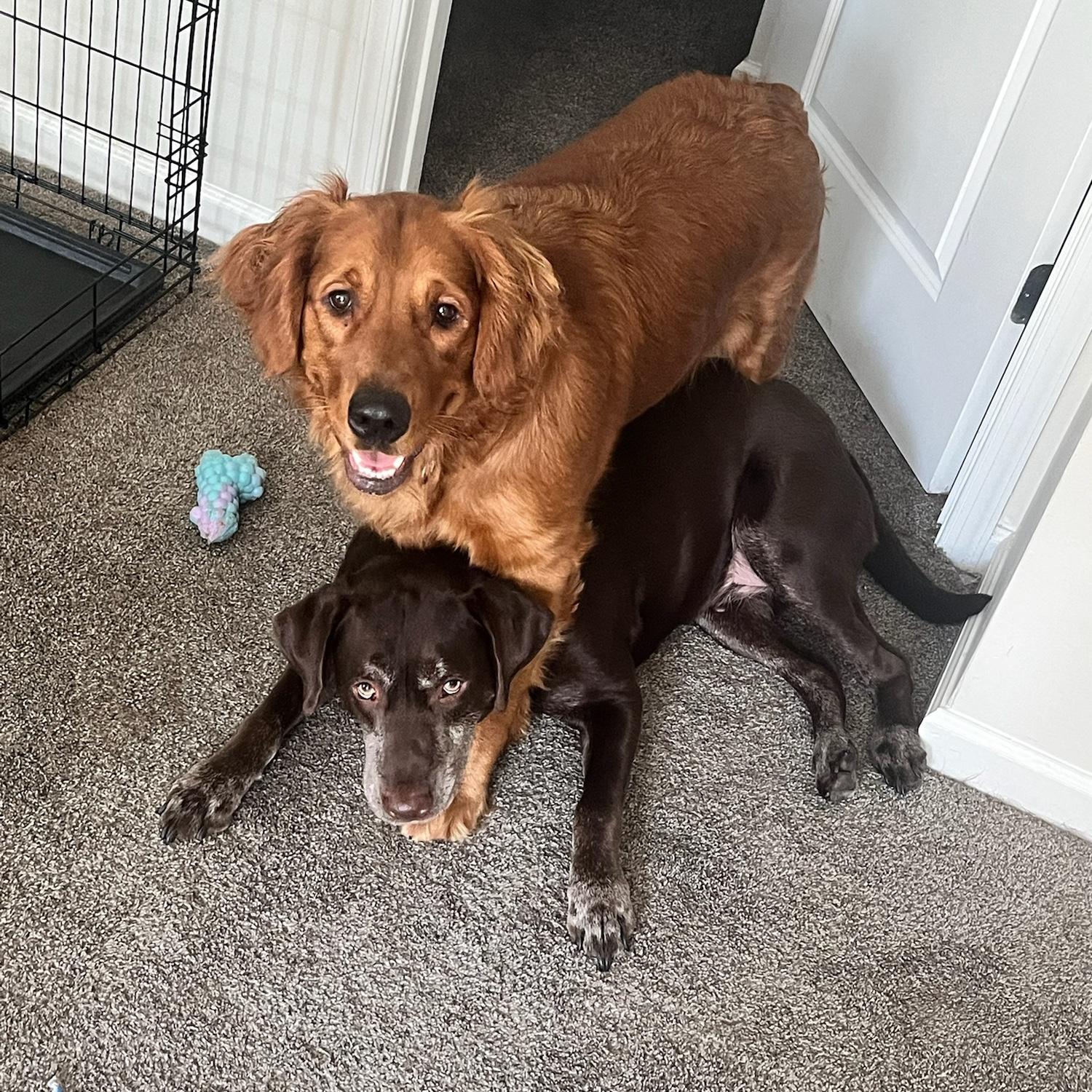 Hershey and Honey