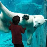 Saint Louis Zoo