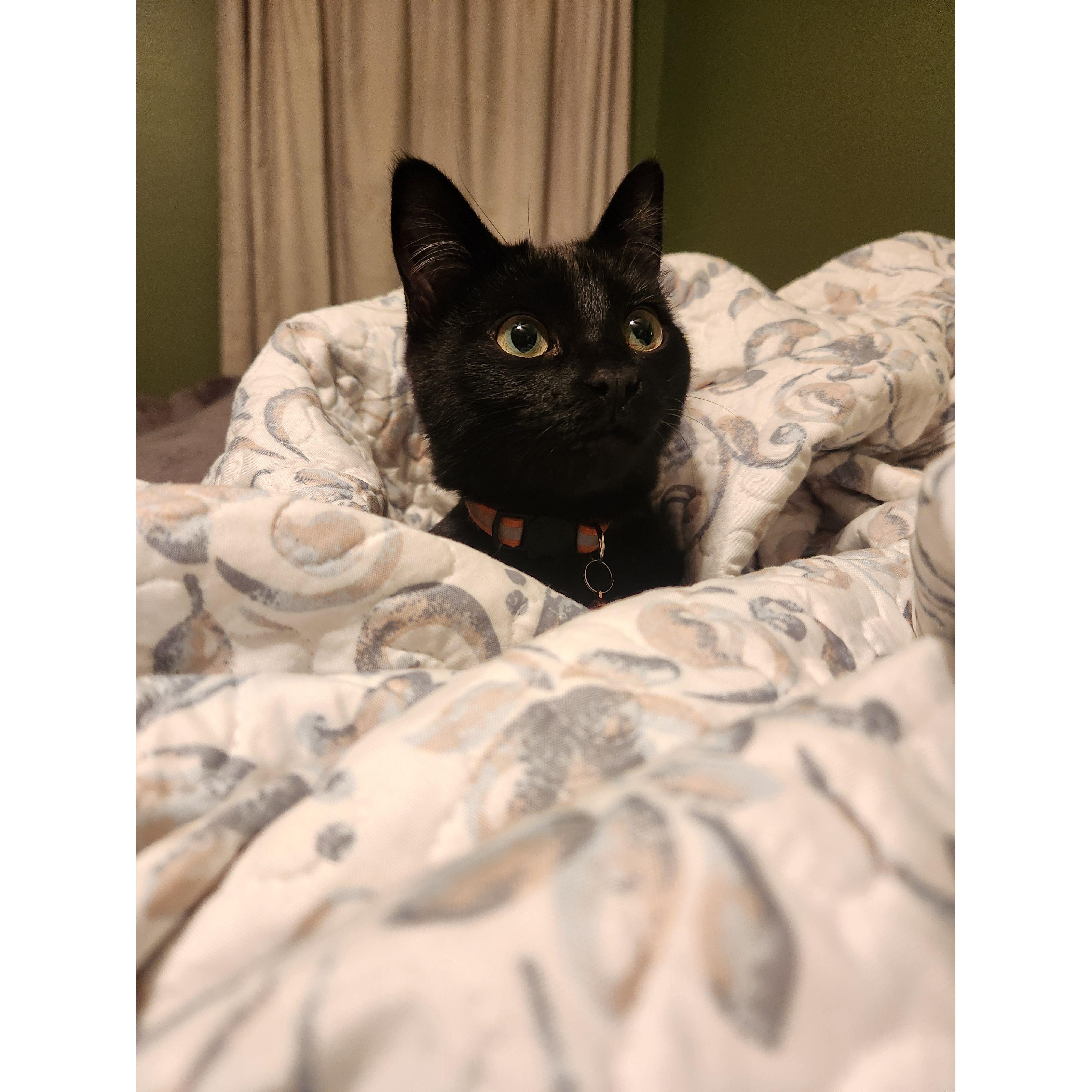 Cosette will always find a blanket to snuggle up in.