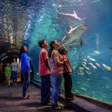 Adventure Aquarium