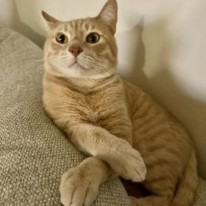 Dennis the Menace Toy & Treats Fund