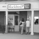 Blackbird