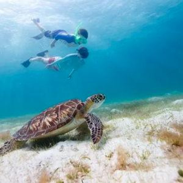 Honeymoon Snorkeling with Turtles