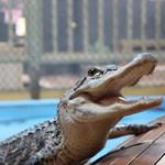 Alligator Attraction